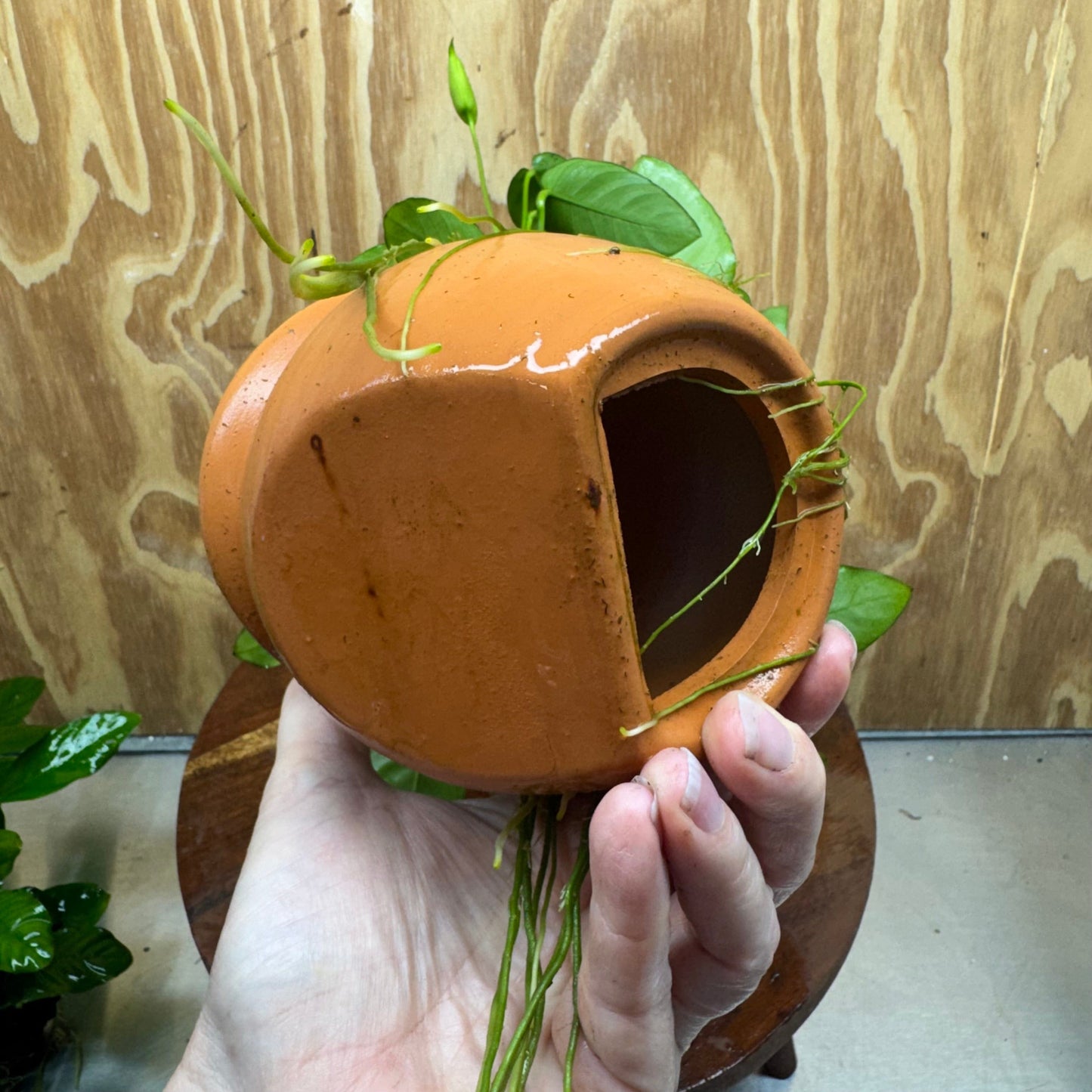 Scapeshop.com.au One Only Large Terracotta Urn with Anubias Nana - One Only Large Terracotta Urn with Anubias Nana - One Only