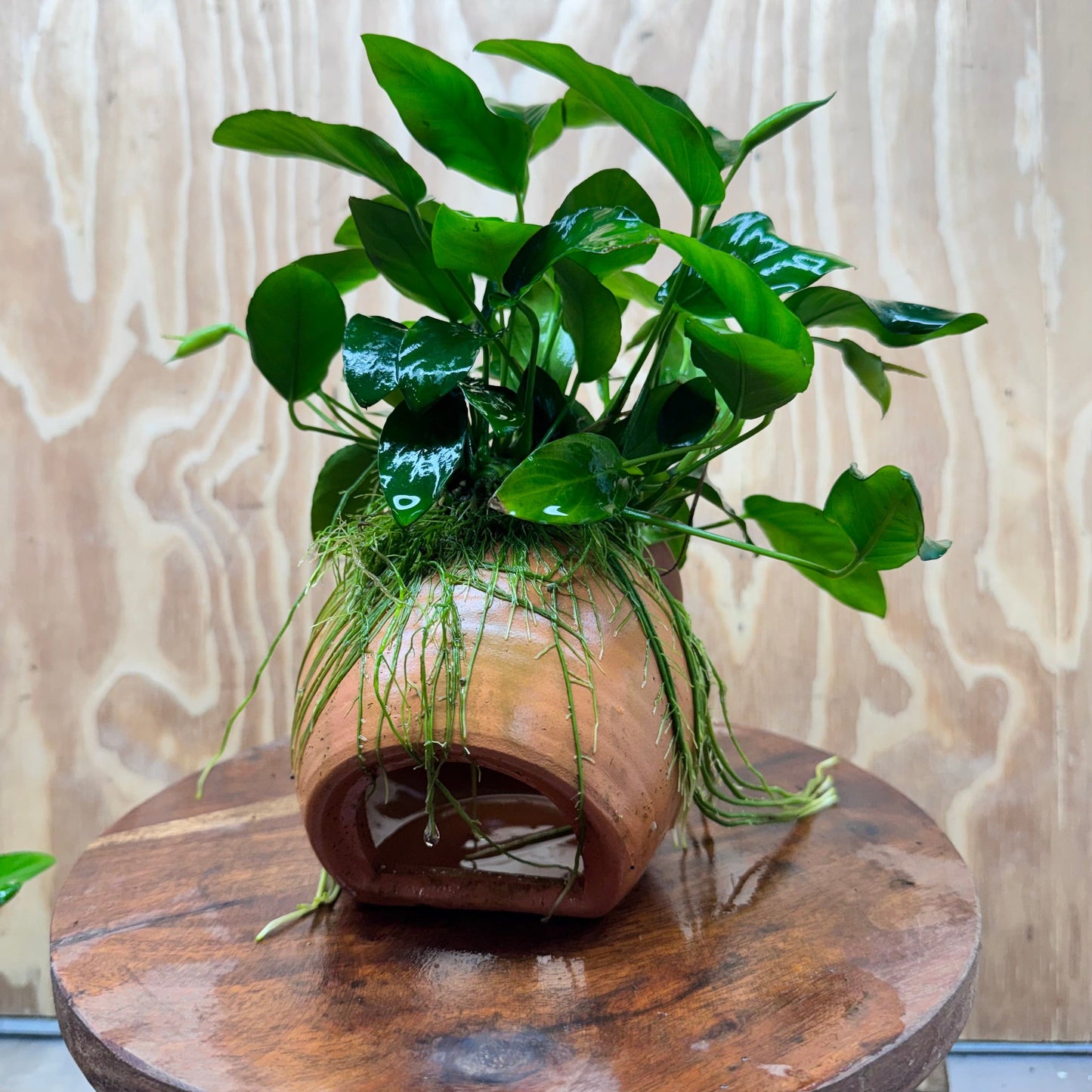Scapeshop.com.au One Only Large Terracotta Urn with Anubias Nana - One Only Large Terracotta Urn with Anubias Nana - One Only