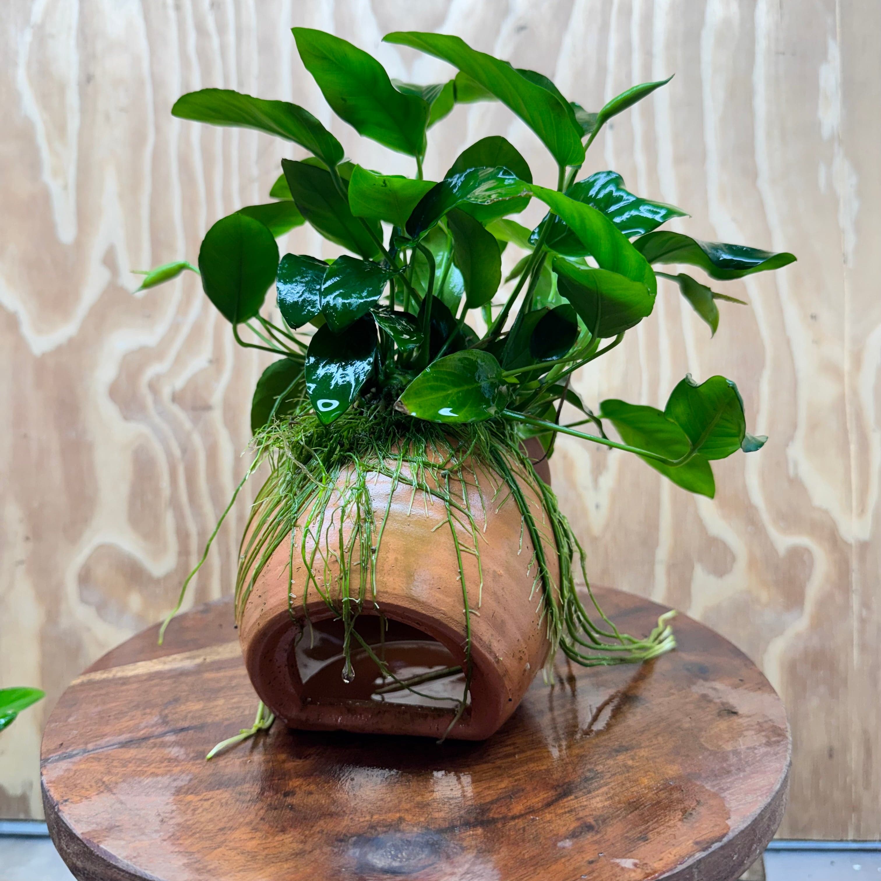 Scapeshop.com.au One Only Large Terracotta Urn with Anubias Nana - One Only Large Terracotta Urn with Anubias Nana - One Only
