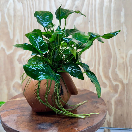 Scapeshop.com.au One Only Large Terracotta Urn with Anubias Nana - One Only Large Terracotta Urn with Anubias Nana - One Only