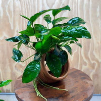 Scapeshop.com.au One Only Large Terracotta Urn with Anubias Nana - One Only Large Terracotta Urn with Anubias Nana - One Only