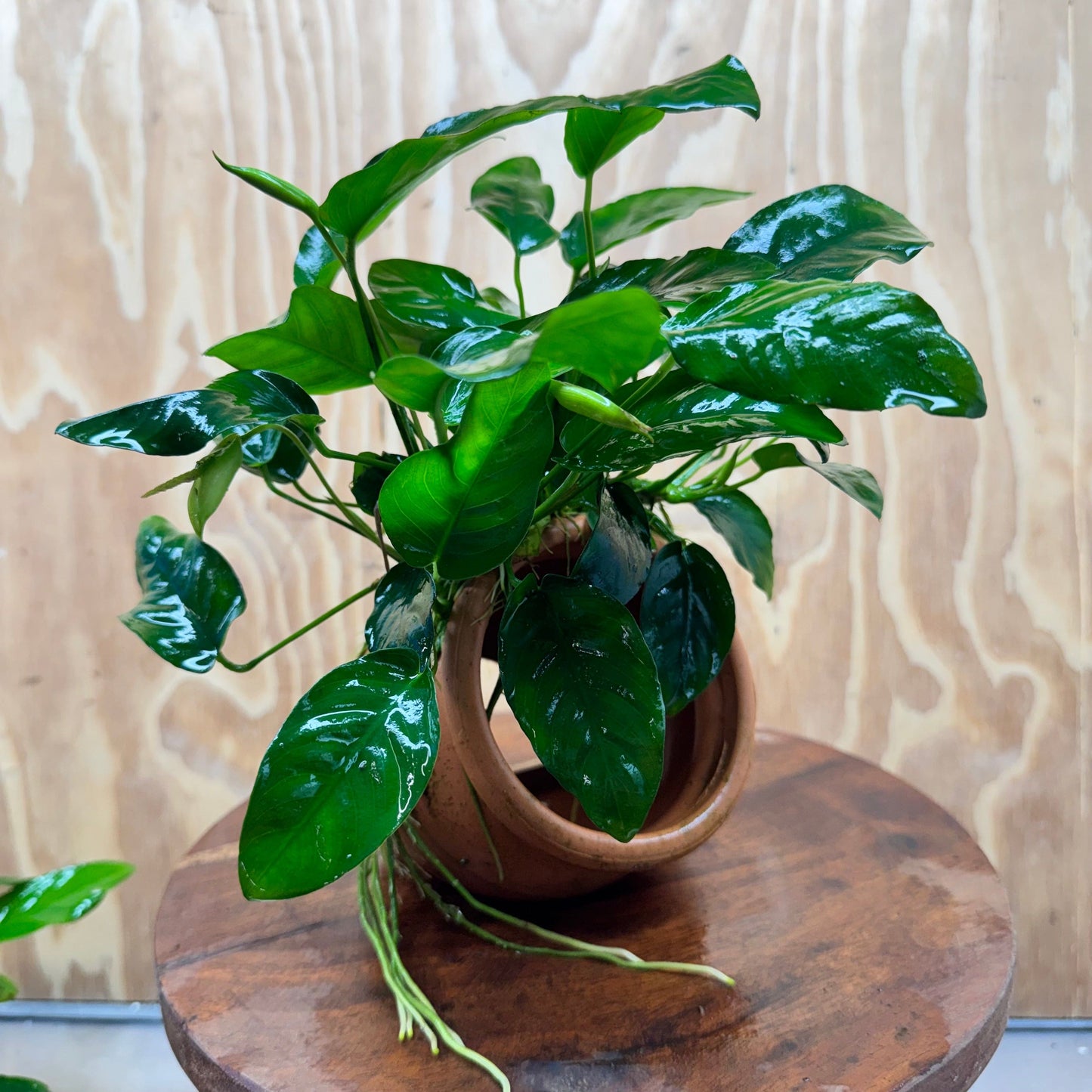 Scapeshop.com.au One Only Large Terracotta Urn with Anubias Nana - One Only Large Terracotta Urn with Anubias Nana - One Only