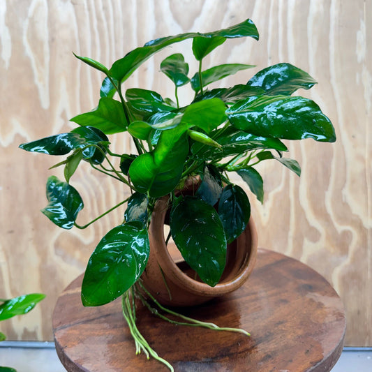Scapeshop.com.au One Only Large Terracotta Urn with Anubias Nana - One Only Large Terracotta Urn with Anubias Nana - One Only