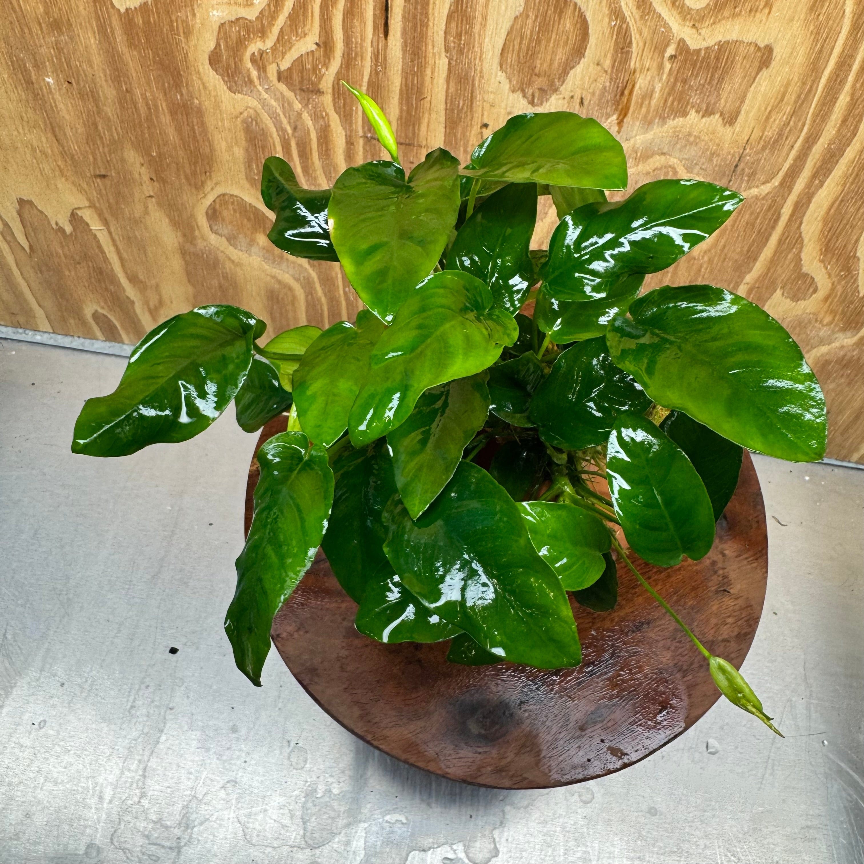 Scapeshop.com.au One Only Large Terracotta Urn with Anubias Nana - One Only Large Terracotta Urn with Anubias Nana - One Only