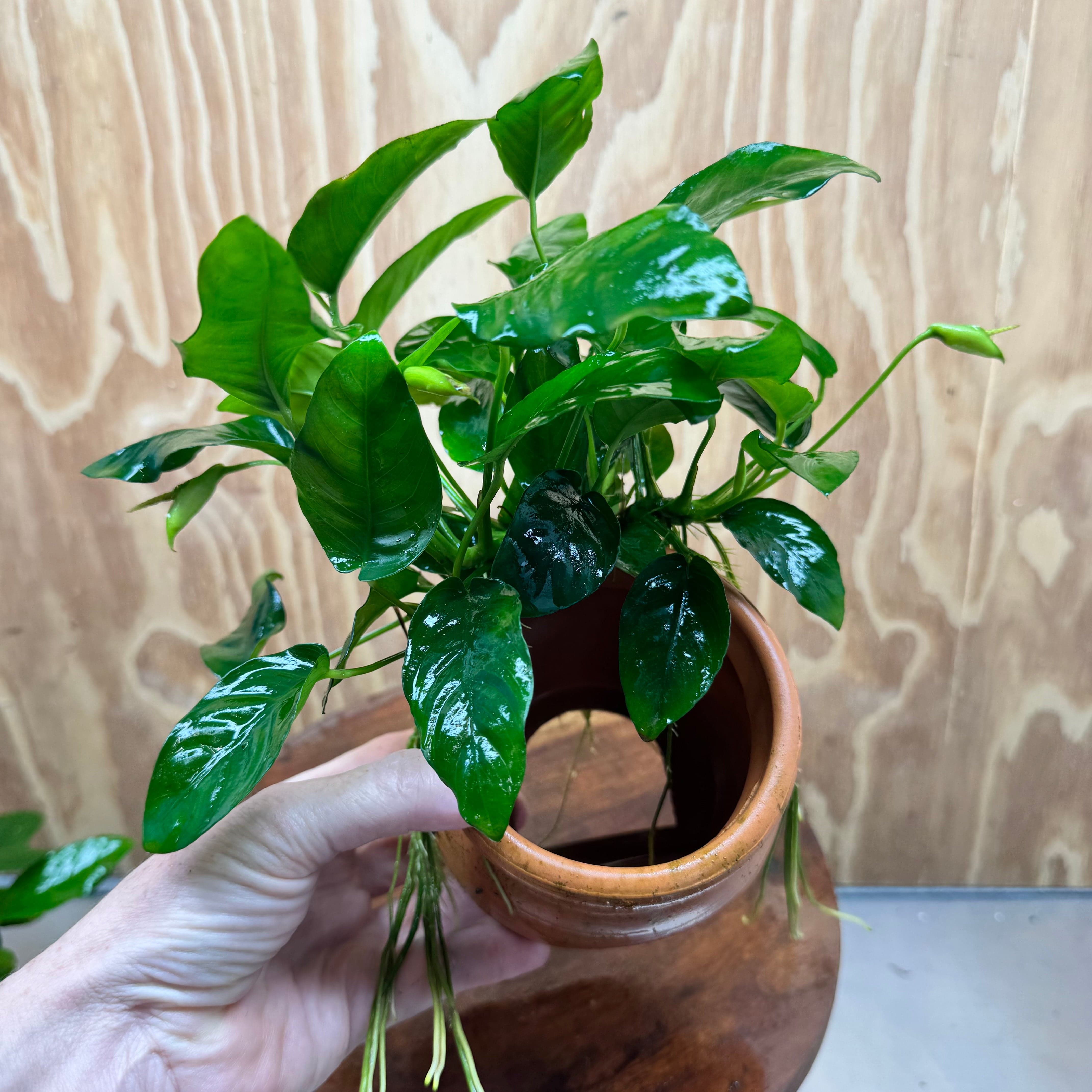 Scapeshop.com.au One Only Large Terracotta Urn with Anubias Nana - One Only Large Terracotta Urn with Anubias Nana - One Only