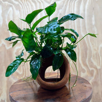 Scapeshop.com.au One Only Large Terracotta Urn with Anubias Nana - One Only Large Terracotta Urn with Anubias Nana - One Only