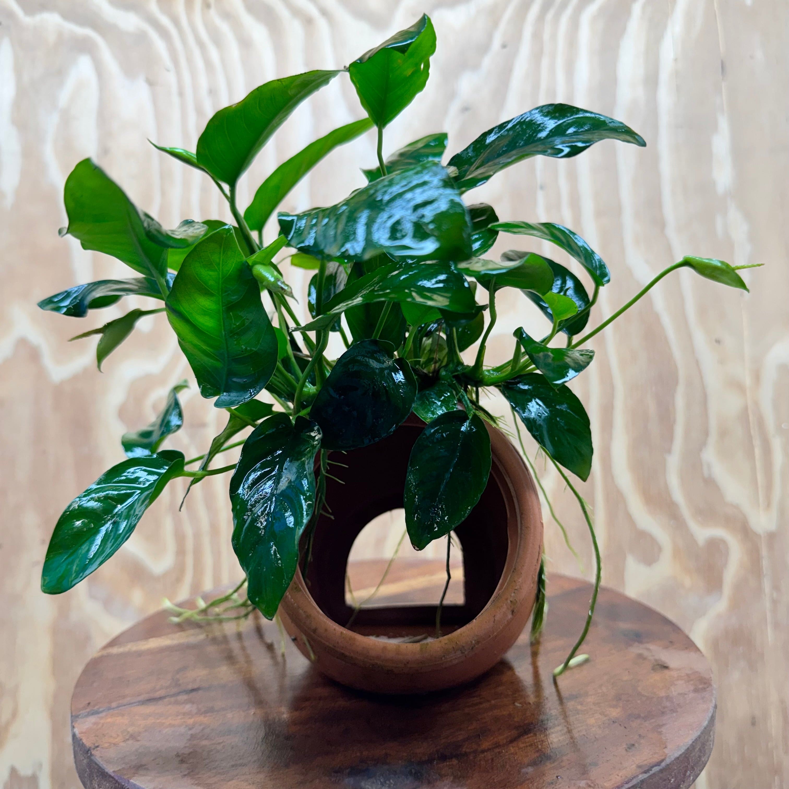 Scapeshop.com.au One Only Large Terracotta Urn with Anubias Nana - One Only Large Terracotta Urn with Anubias Nana - One Only