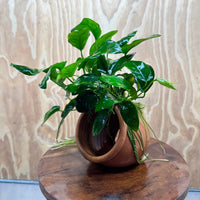 Scapeshop.com.au One Only Large Terracotta Urn with Anubias Nana - One Only Large Terracotta Urn with Anubias Nana - One Only