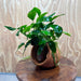 Scapeshop.com.au One Only Large Terracotta Urn with Anubias Nana - One Only Large Terracotta Urn with Anubias Nana - One Only