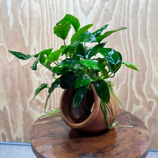 Scapeshop.com.au One Only Large Terracotta Urn with Anubias Nana - One Only Large Terracotta Urn with Anubias Nana - One Only