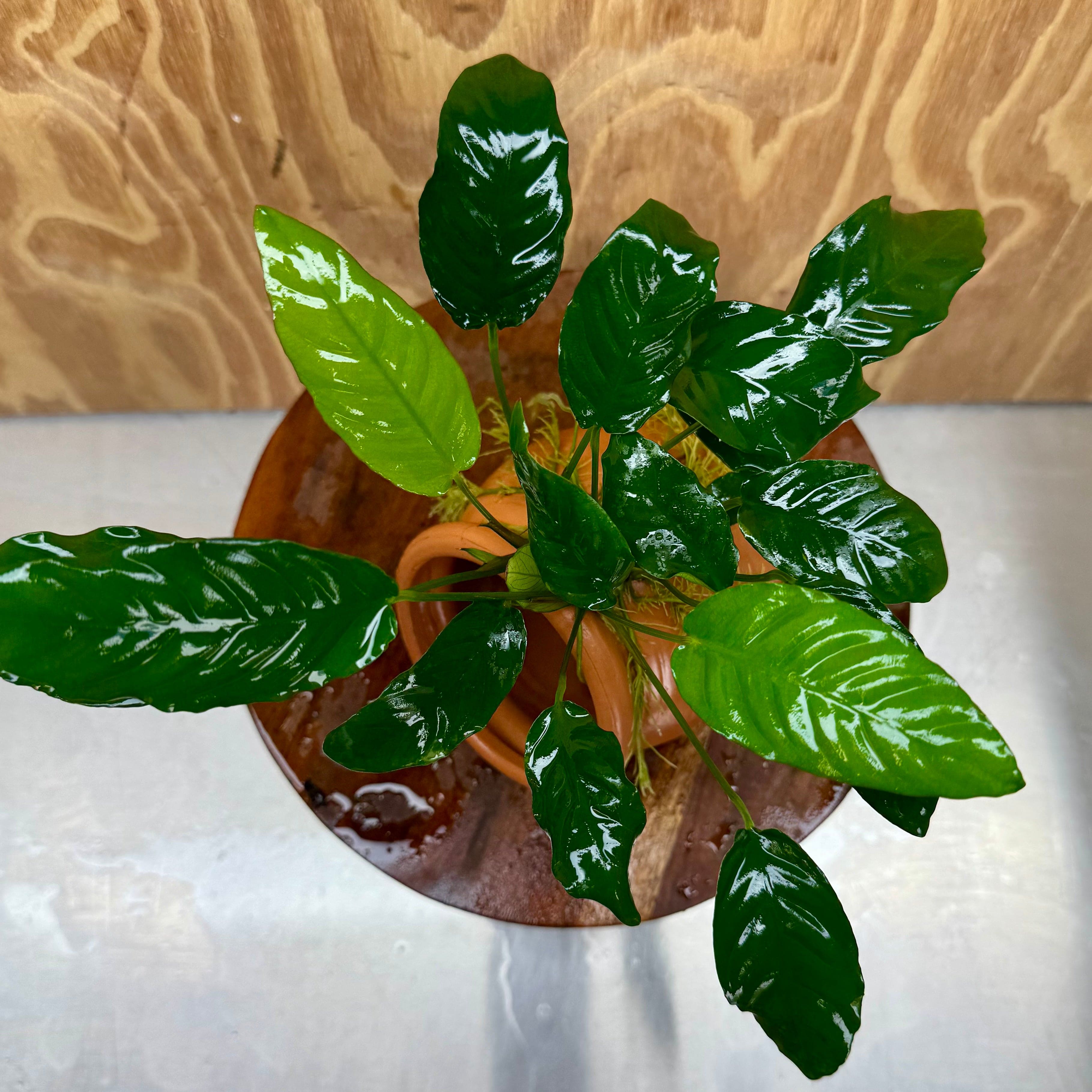 Scapeshop.com.au One Only Large Terracotta Urn with Anubias Paco - One Only Large Terracotta Urn with Anubias Paco - One Only