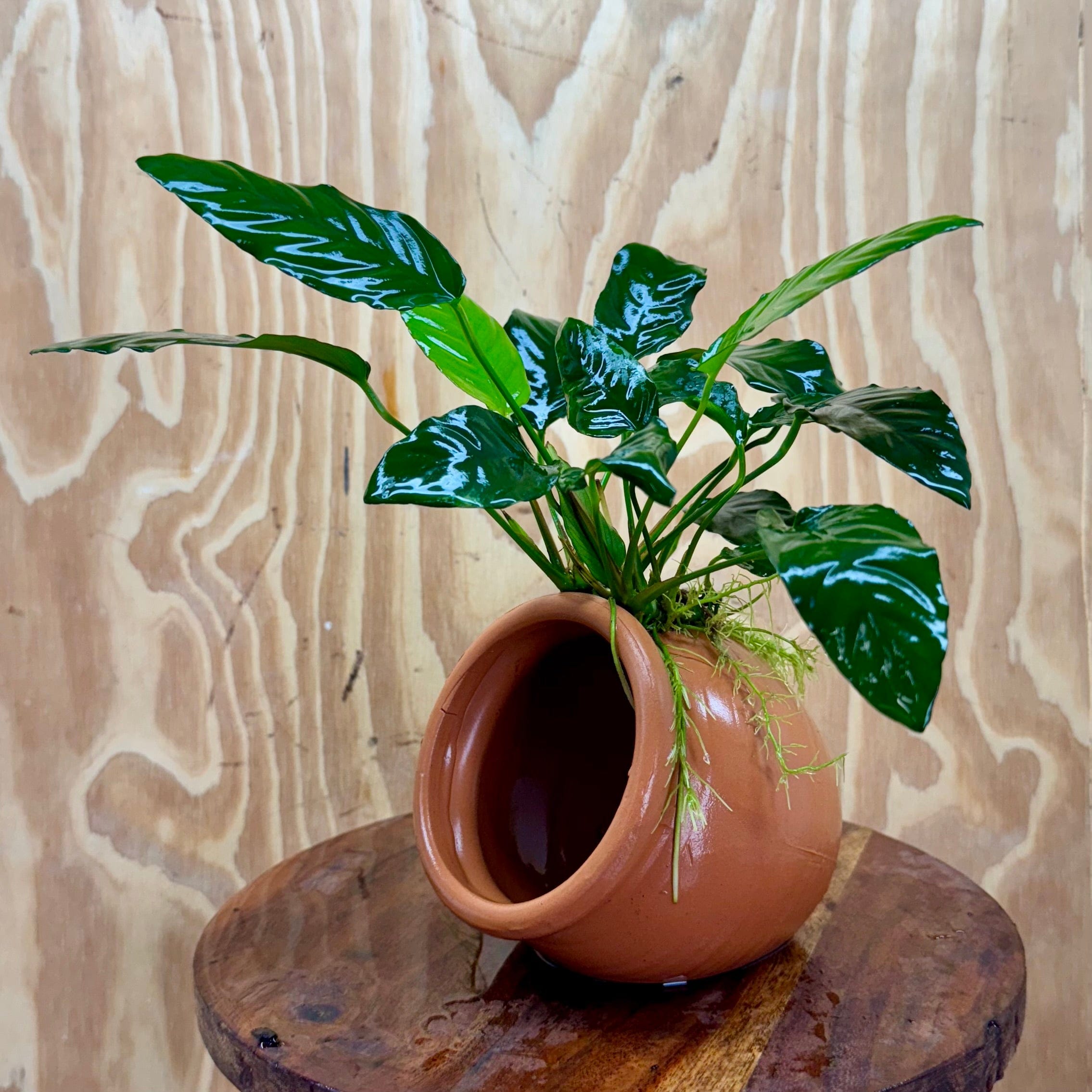 Scapeshop.com.au One Only Large Terracotta Urn with Anubias Paco - One Only Large Terracotta Urn with Anubias Paco - One Only