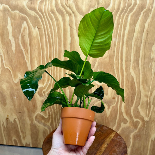 Scapeshop.com.au One Only Large Terracotta Urn with Anubias Paco - One Only Large Terracotta Urn with Anubias Paco - One Only