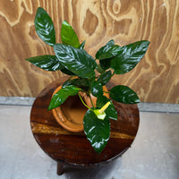 Scapeshop.com.au One Only Large Terracotta Urn with Anubias Paco - One Only For your aquarium Large Terracotta Urn with Anubias Nana - One Only