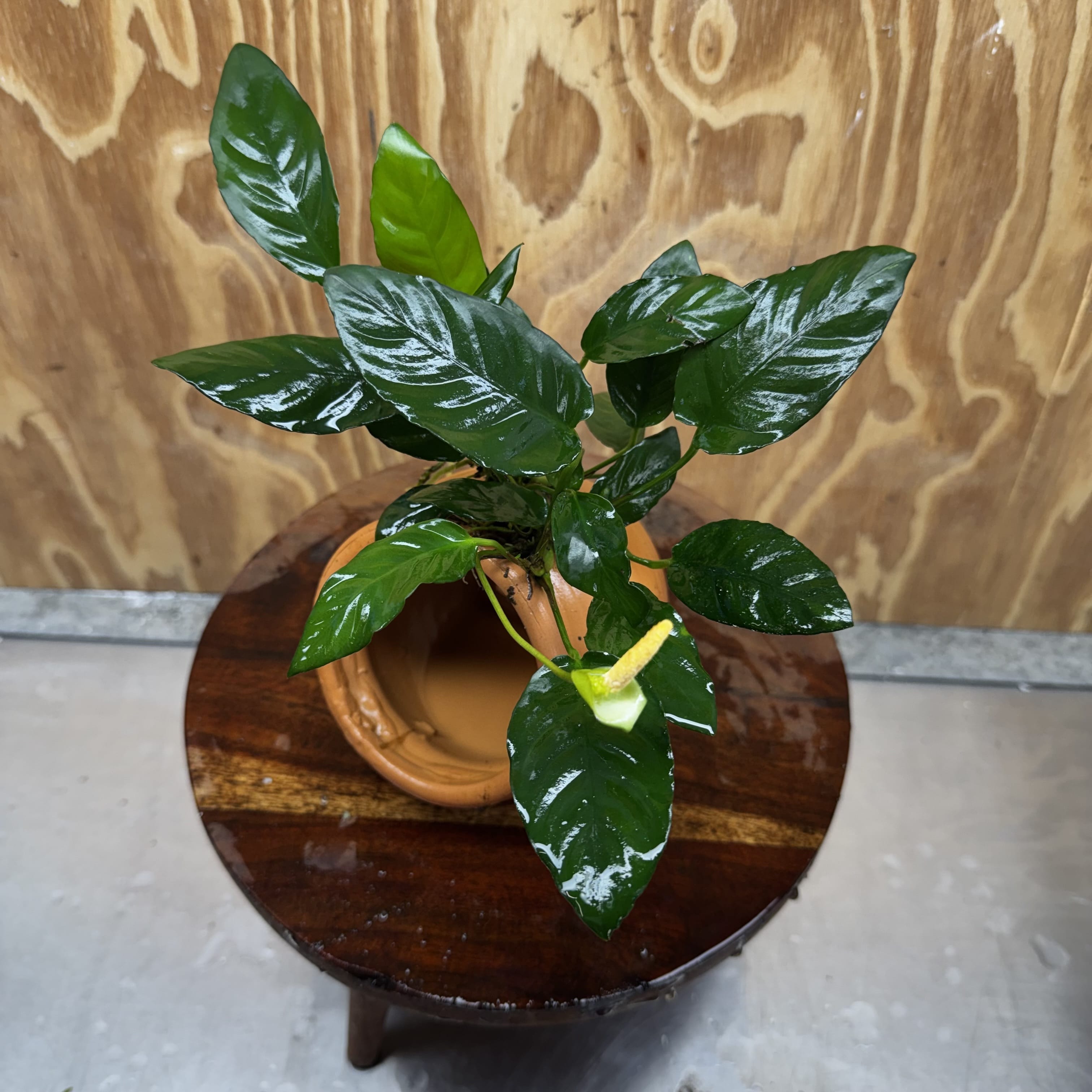 Scapeshop.com.au One Only Large Terracotta Urn with Anubias Paco - One Only For your aquarium Large Terracotta Urn with Anubias Nana - One Only
