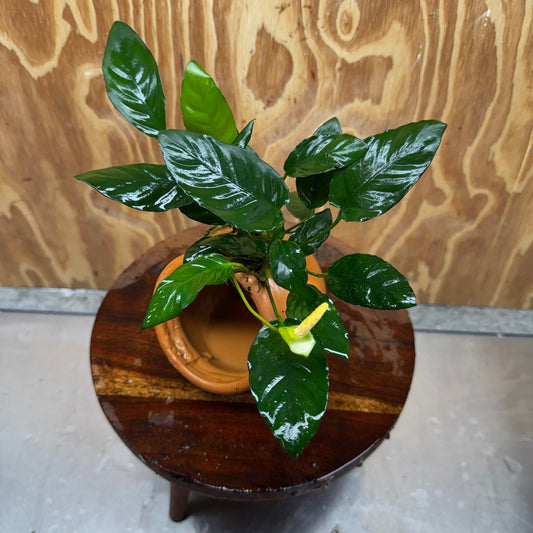 Scapeshop.com.au One Only Large Terracotta Urn with Anubias Paco - One Only For your aquarium Large Terracotta Urn with Anubias Nana - One Only