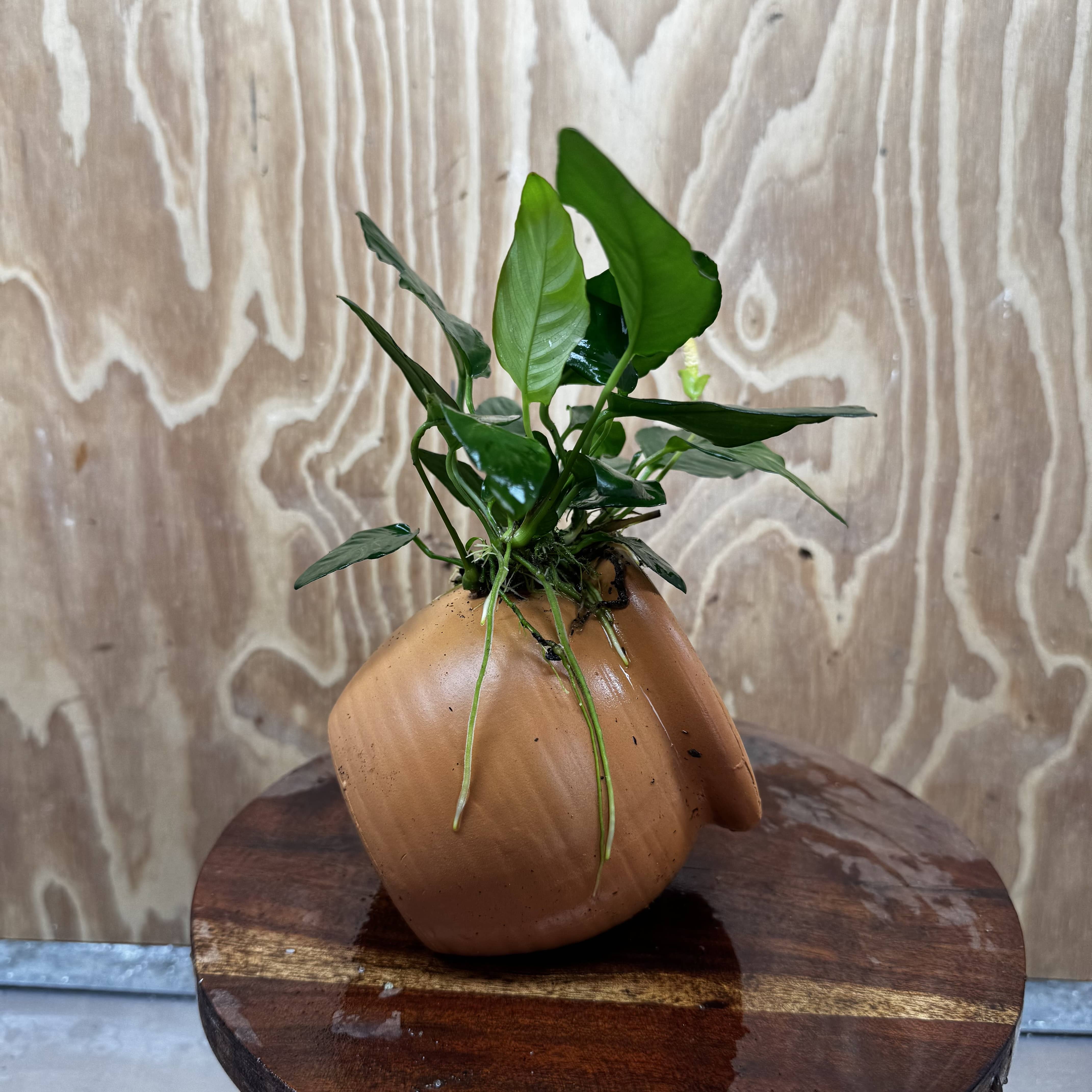Scapeshop.com.au One Only Large Terracotta Urn with Anubias Paco - One Only For your aquarium Large Terracotta Urn with Anubias Nana - One Only