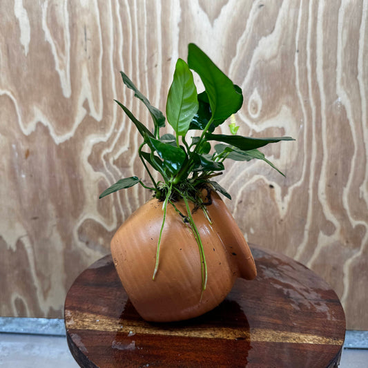 Scapeshop.com.au One Only Large Terracotta Urn with Anubias Paco - One Only For your aquarium Large Terracotta Urn with Anubias Nana - One Only