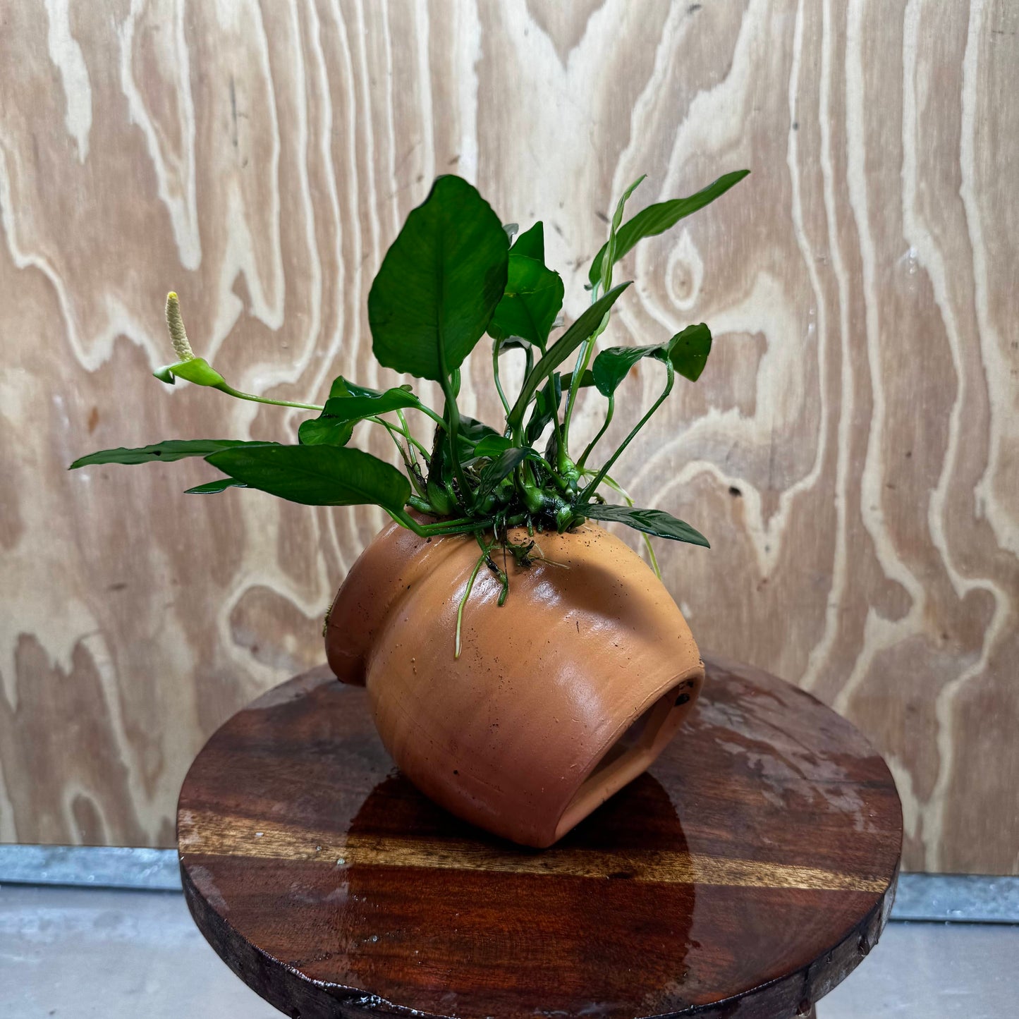 Scapeshop.com.au One Only Large Terracotta Urn with Anubias Paco - One Only For your aquarium Large Terracotta Urn with Anubias Nana - One Only