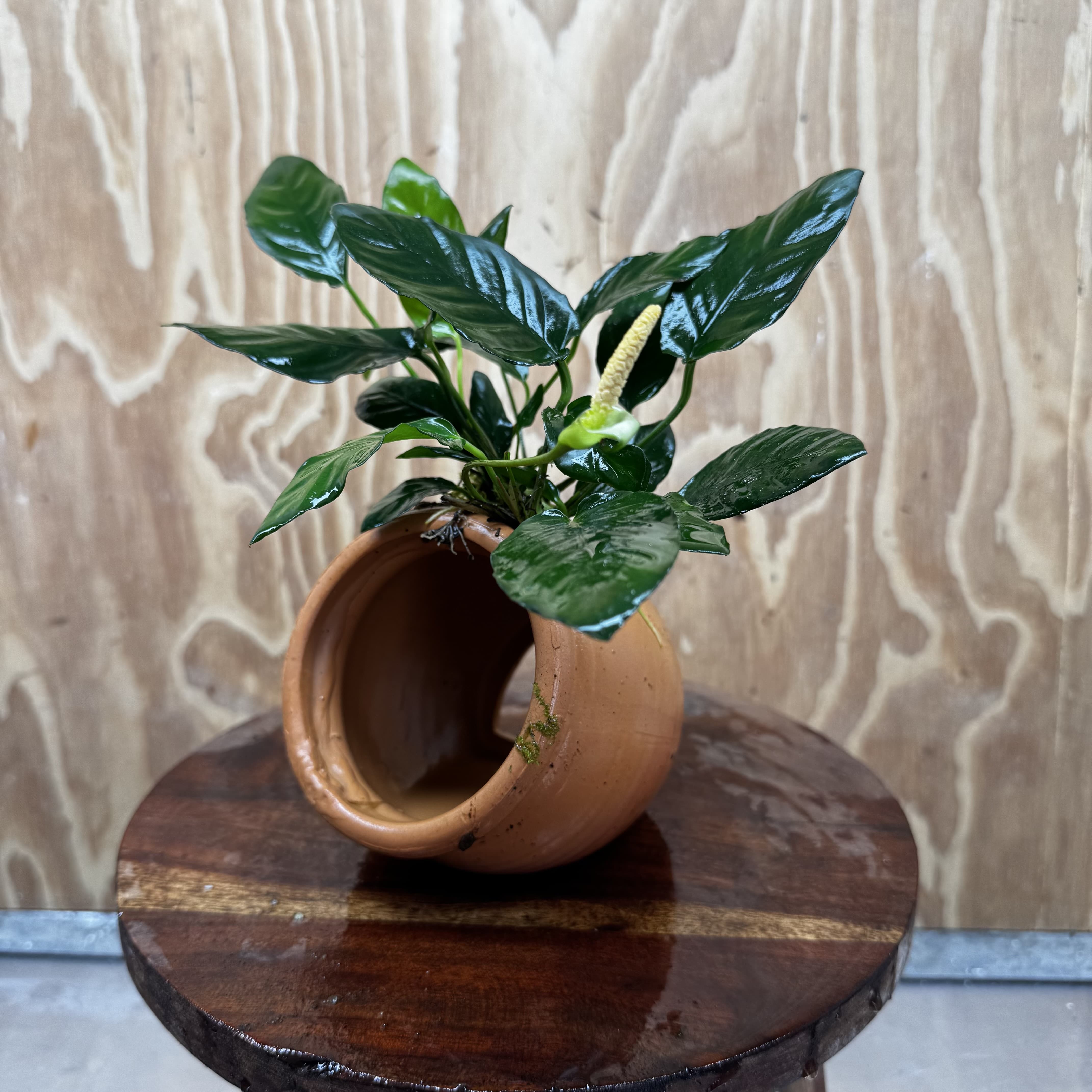 Scapeshop.com.au One Only Large Terracotta Urn with Anubias Paco - One Only For your aquarium Large Terracotta Urn with Anubias Nana - One Only