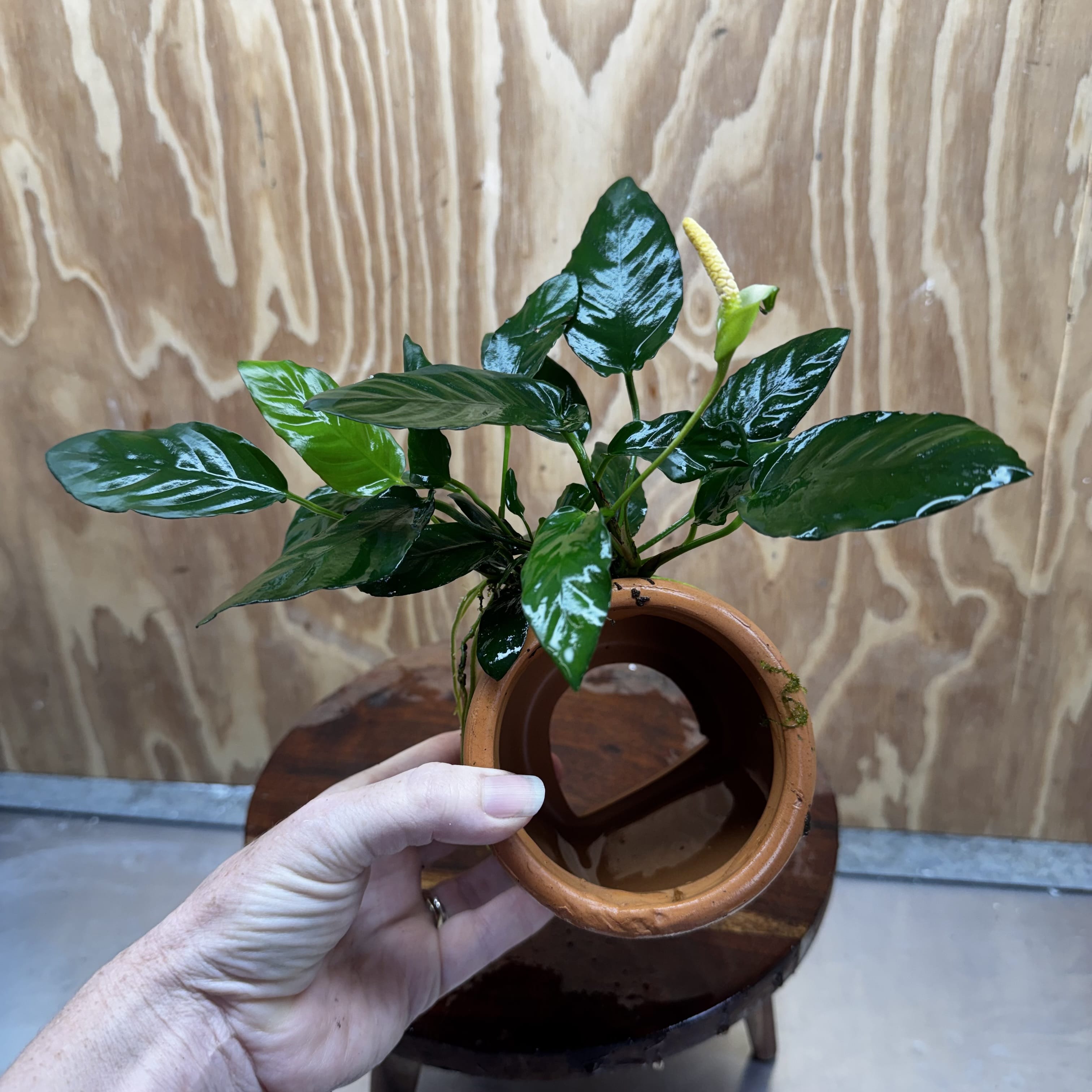 Scapeshop.com.au One Only Large Terracotta Urn with Anubias Paco - One Only For your aquarium Large Terracotta Urn with Anubias Nana - One Only