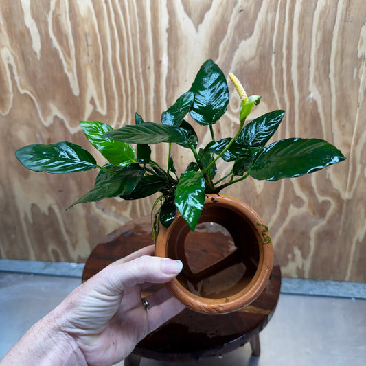 Scapeshop.com.au One Only Large Terracotta Urn with Anubias Paco - One Only For your aquarium Large Terracotta Urn with Anubias Nana - One Only