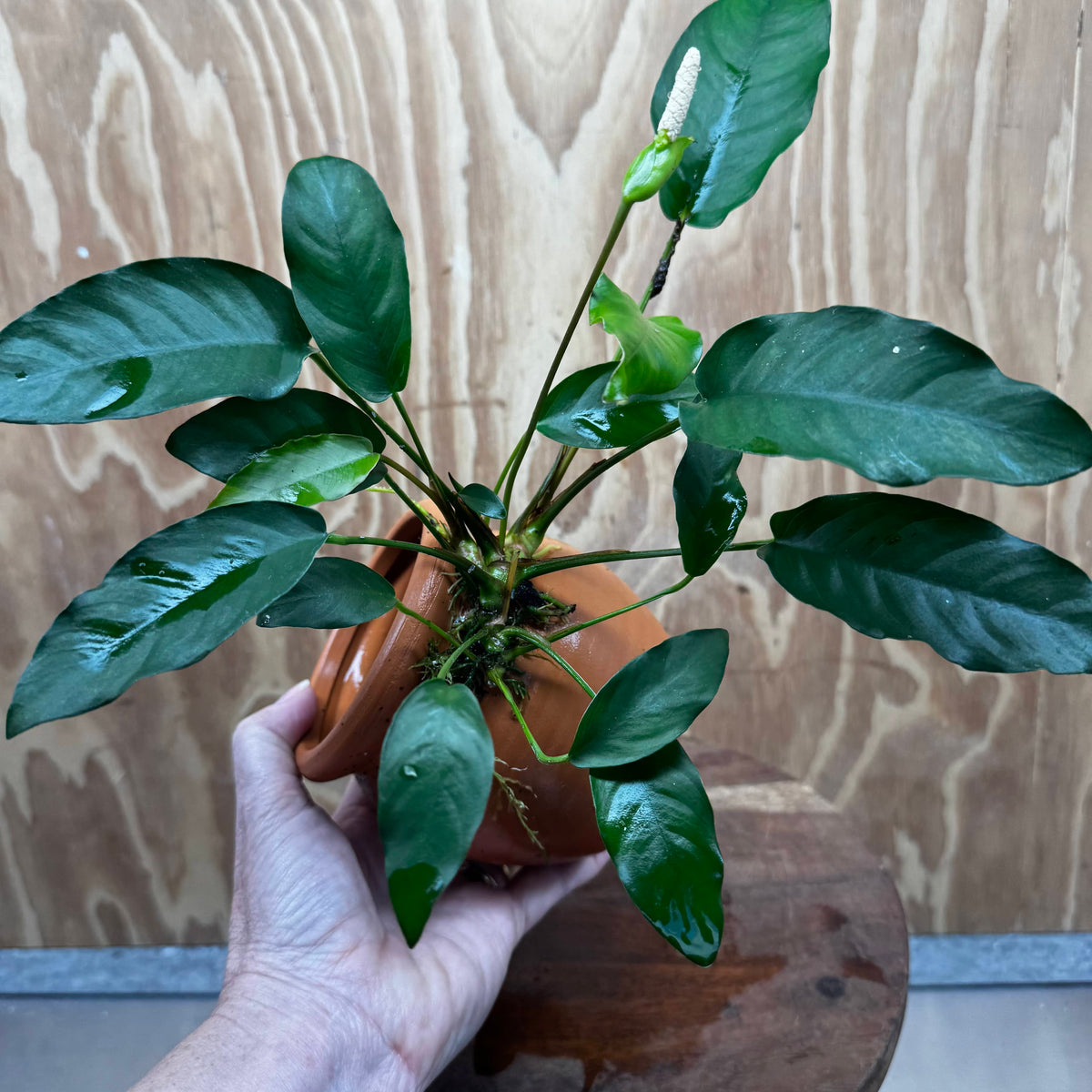 Scapeshop.com.au One Only Large Terracotta Urn with Anubias Petite Emerald Heart - One Only Small Terracotta Urn with Anubias Petite Emerald Heart - One Only