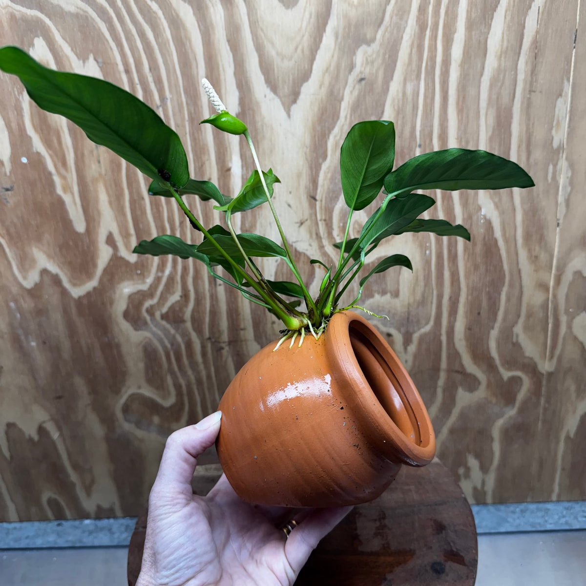 Scapeshop.com.au One Only Large Terracotta Urn with Anubias Petite Emerald Heart - One Only Small Terracotta Urn with Anubias Petite Emerald Heart - One Only