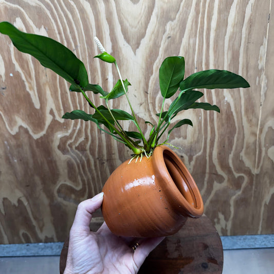 Scapeshop.com.au One Only Large Terracotta Urn with Anubias Petite Emerald Heart - One Only Small Terracotta Urn with Anubias Petite Emerald Heart - One Only
