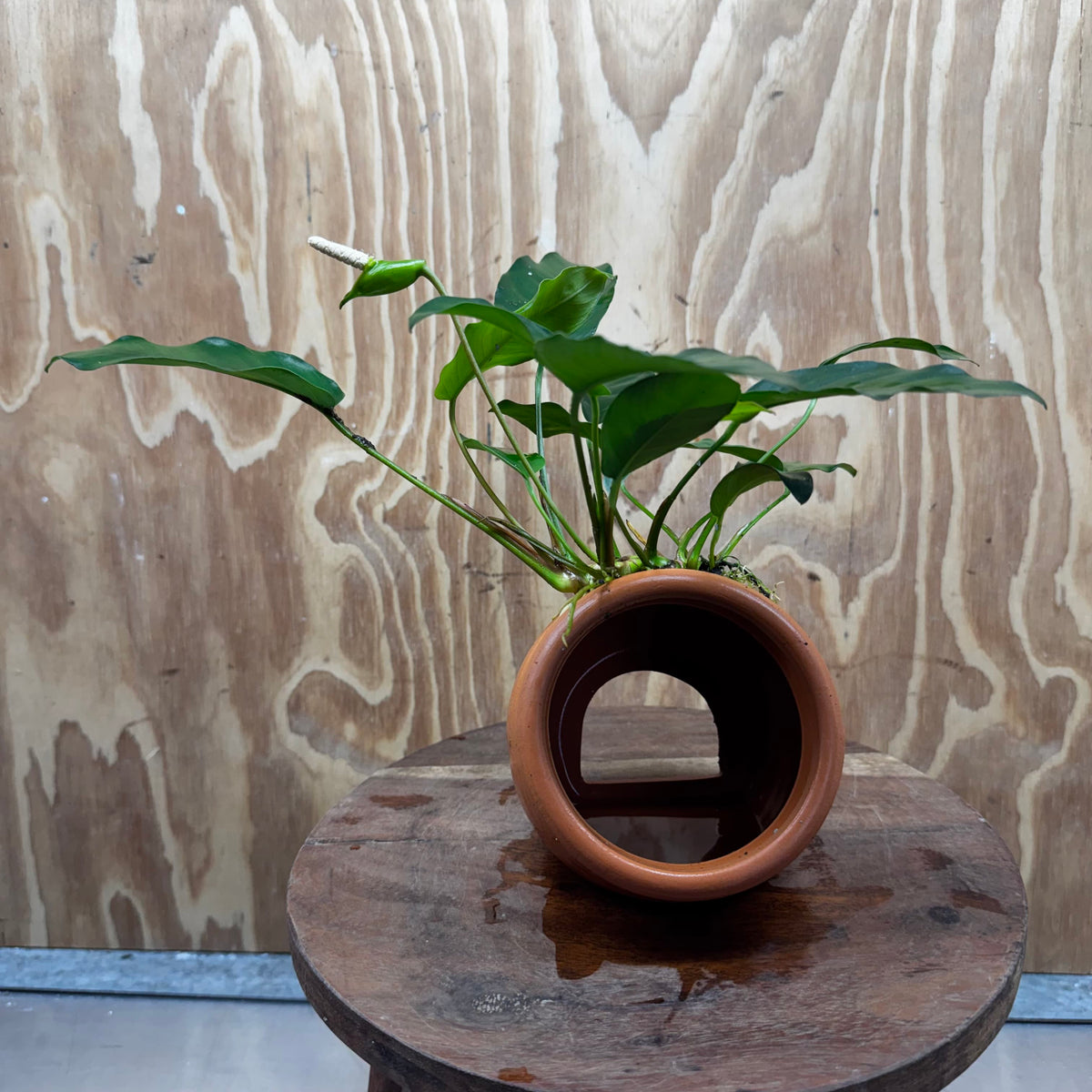 Scapeshop.com.au One Only Large Terracotta Urn with Anubias Petite Emerald Heart - One Only Small Terracotta Urn with Anubias Petite Emerald Heart - One Only