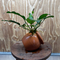Scapeshop.com.au One Only Large Terracotta Urn with Anubias Petite Emerald Heart - One Only Small Terracotta Urn with Anubias Petite Emerald Heart - One Only