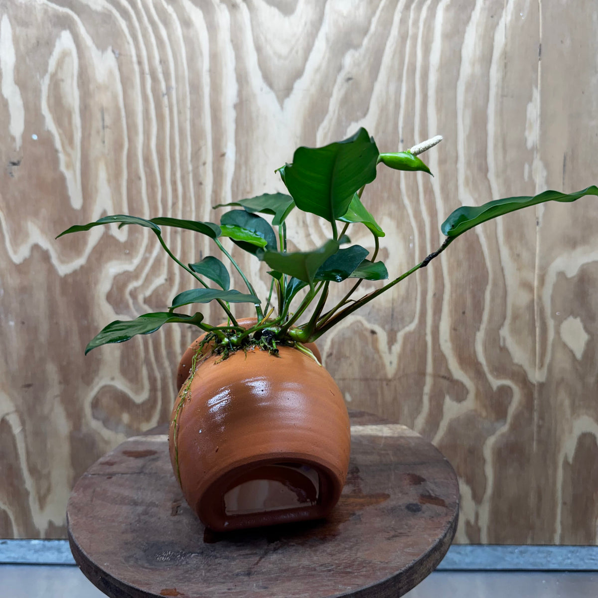 Scapeshop.com.au One Only Large Terracotta Urn with Anubias Petite Emerald Heart - One Only Small Terracotta Urn with Anubias Petite Emerald Heart - One Only