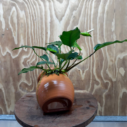 Scapeshop.com.au One Only Large Terracotta Urn with Anubias Petite Emerald Heart - One Only Small Terracotta Urn with Anubias Petite Emerald Heart - One Only
