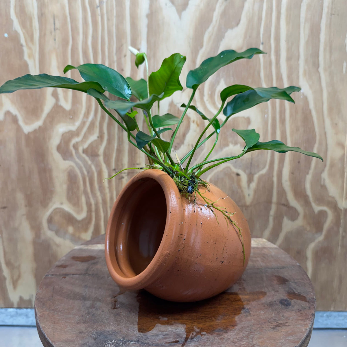 Scapeshop.com.au One Only Large Terracotta Urn with Anubias Petite Emerald Heart - One Only Small Terracotta Urn with Anubias Petite Emerald Heart - One Only