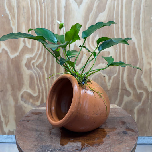 Scapeshop.com.au One Only Large Terracotta Urn with Anubias Petite Emerald Heart - One Only Small Terracotta Urn with Anubias Petite Emerald Heart - One Only