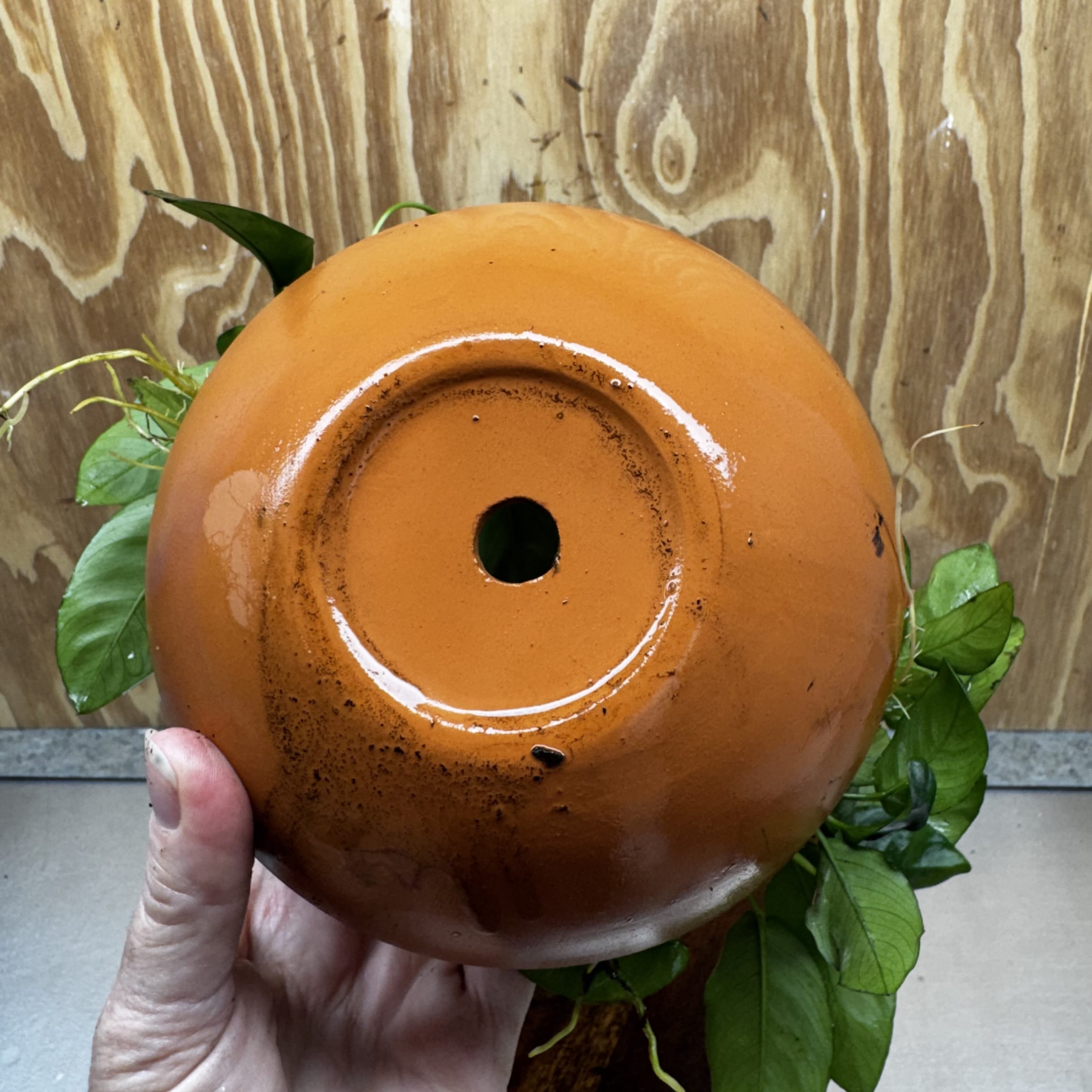 Scapeshop.com.au One Only Large Terracotta Urn with Handles and Double Nana Anubias - One Only Large Terracotta Urn with Handles and Double Nana Anubias - One Only