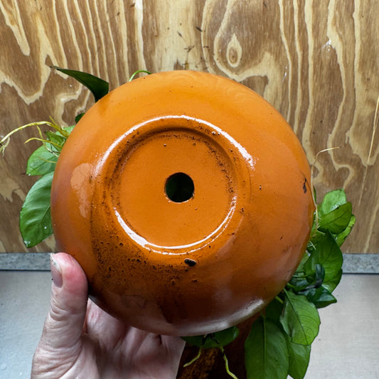 Scapeshop.com.au One Only Large Terracotta Urn with Handles and Double Nana Anubias - One Only Large Terracotta Urn with Handles and Double Nana Anubias - One Only