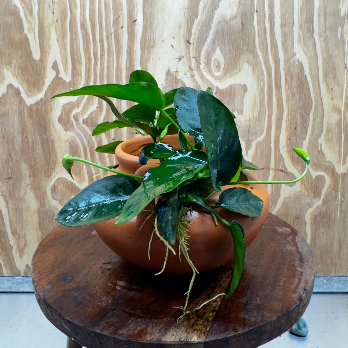Scapeshop.com.au One Only Large Terracotta Urn with Handles and Double Nana Anubias - One Only Large Terracotta Urn with Handles and Double Nana Anubias - One Only