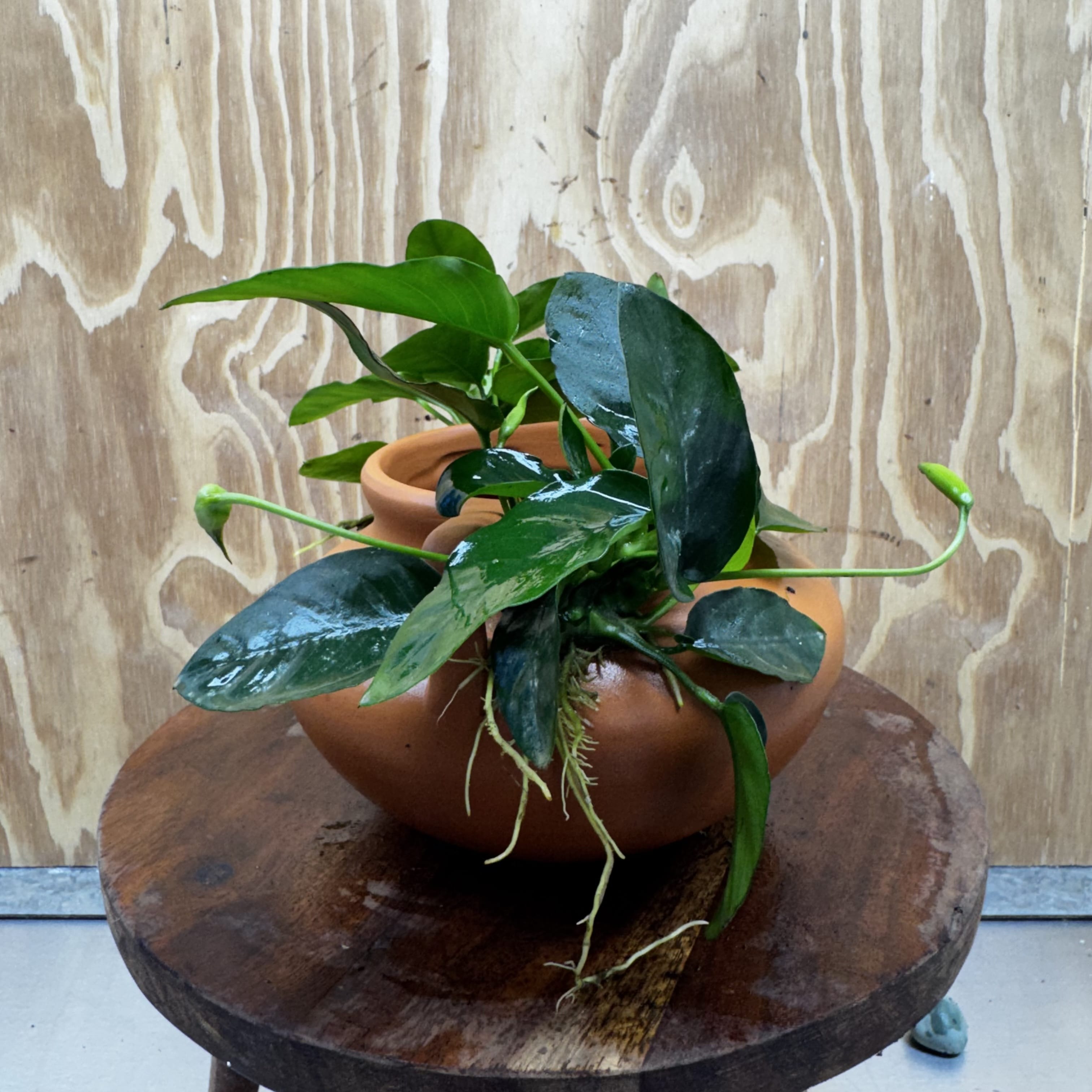 Scapeshop.com.au One Only Large Terracotta Urn with Handles and Double Nana Anubias - One Only Large Terracotta Urn with Handles and Double Nana Anubias - One Only