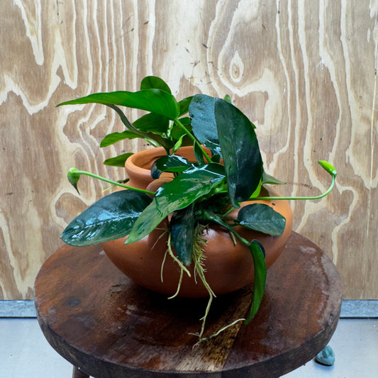 Scapeshop.com.au One Only Large Terracotta Urn with Handles and Double Nana Anubias - One Only Large Terracotta Urn with Handles and Double Nana Anubias - One Only