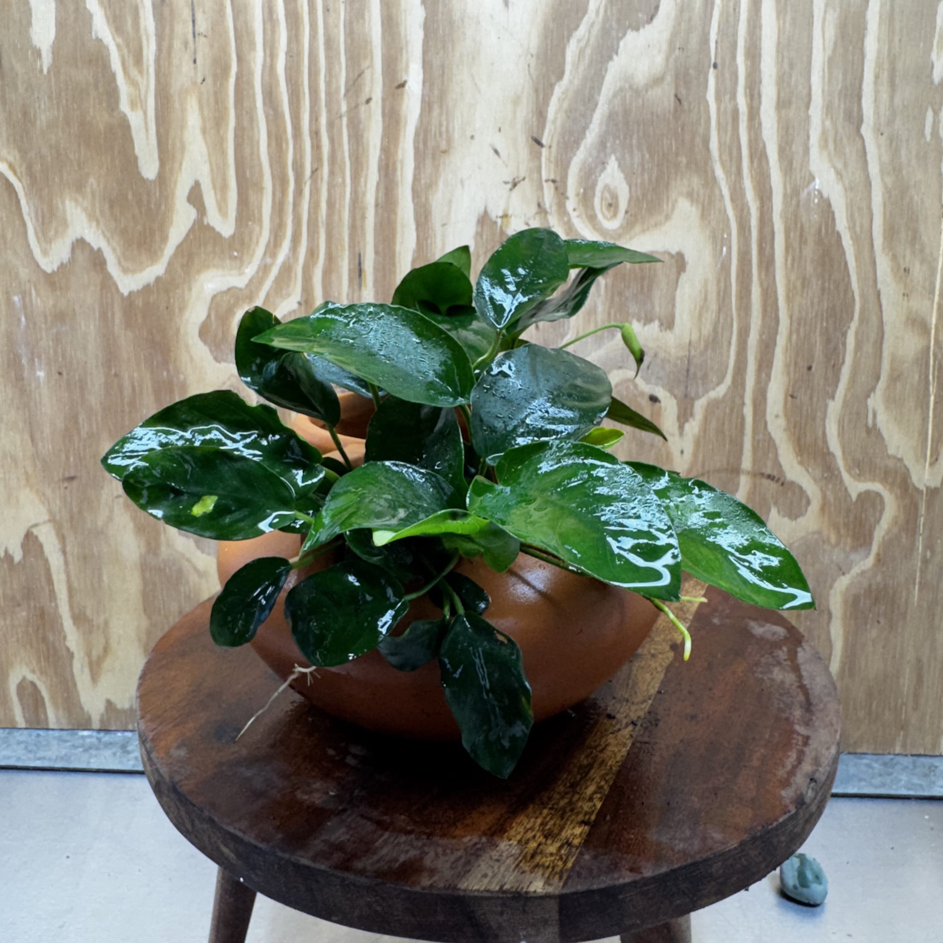 Scapeshop.com.au One Only Large Terracotta Urn with Handles and Double Nana Anubias - One Only Large Terracotta Urn with Handles and Double Nana Anubias - One Only