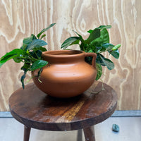 Scapeshop.com.au One Only Large Terracotta Urn with Handles and Double Nana Anubias - One Only Large Terracotta Urn with Handles and Double Nana Anubias - One Only