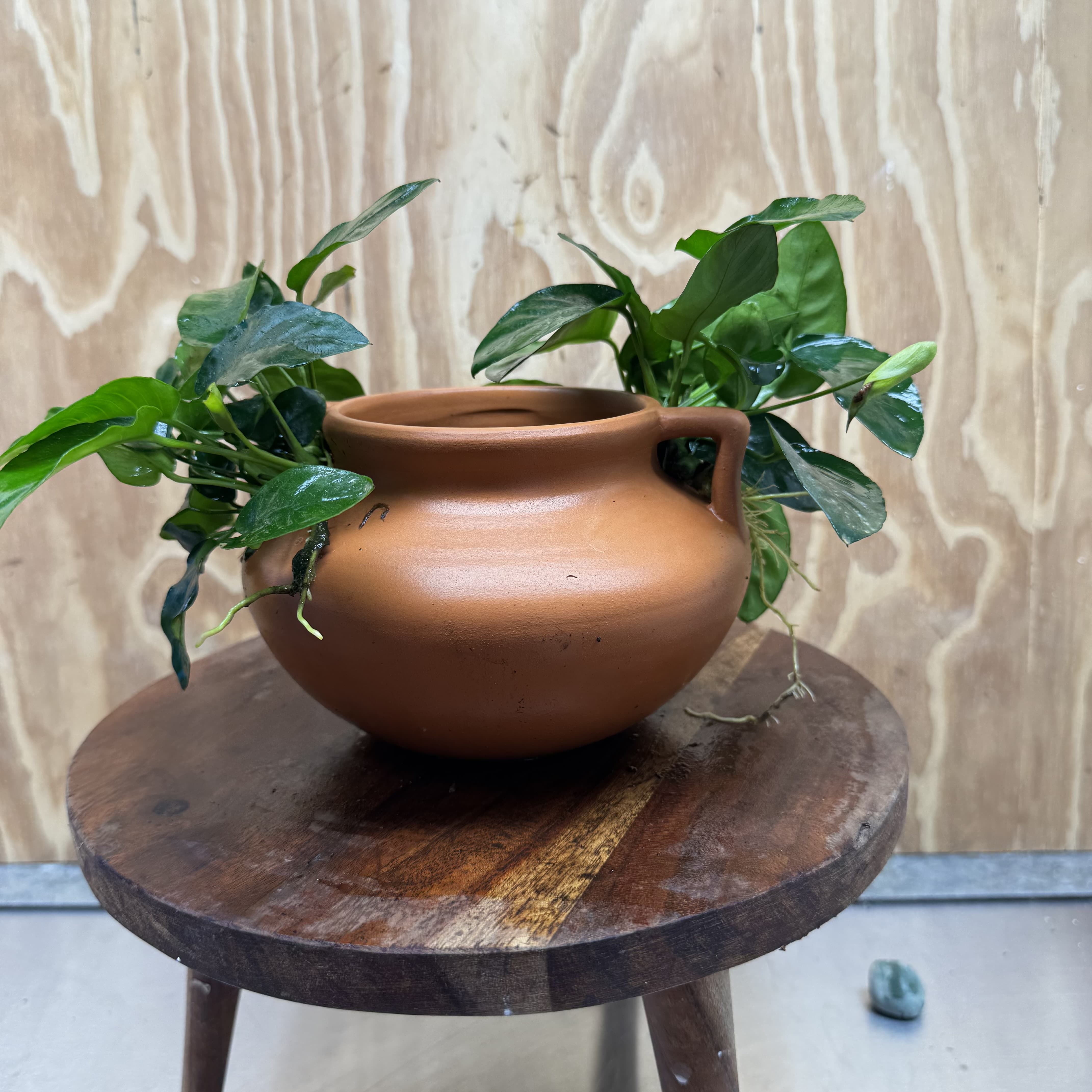 Scapeshop.com.au One Only Large Terracotta Urn with Handles and Double Nana Anubias - One Only Large Terracotta Urn with Handles and Double Nana Anubias - One Only