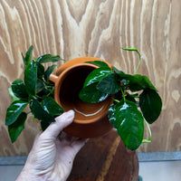 Scapeshop.com.au One Only Large Terracotta Urn with Handles and Double Nana Anubias - One Only Large Terracotta Urn with Handles and Double Nana Anubias - One Only