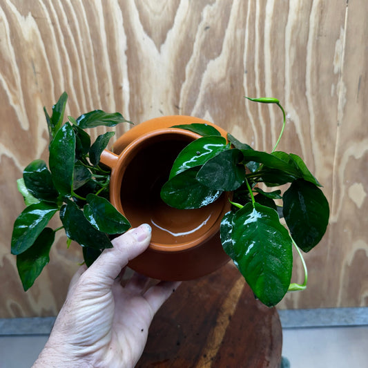 Scapeshop.com.au One Only Large Terracotta Urn with Handles and Double Nana Anubias - One Only Large Terracotta Urn with Handles and Double Nana Anubias - One Only