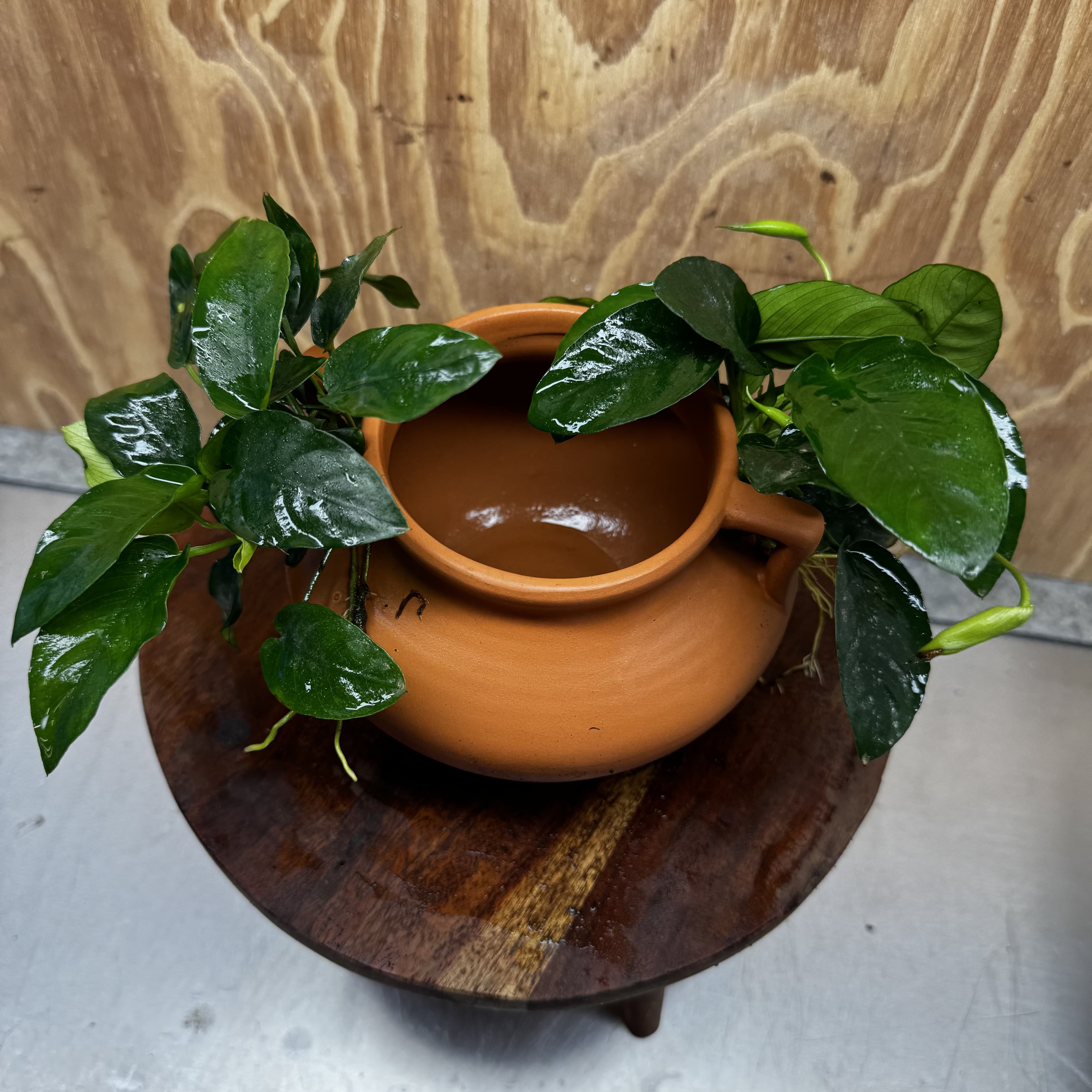 Scapeshop.com.au One Only Large Terracotta Urn with Handles and Double Nana Anubias - One Only Large Terracotta Urn with Handles and Double Nana Anubias - One Only