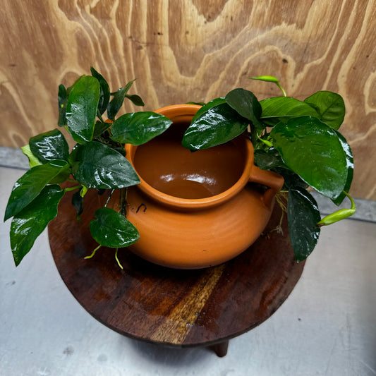 Scapeshop.com.au One Only Large Terracotta Urn with Handles and Double Nana Anubias - One Only Large Terracotta Urn with Handles and Double Nana Anubias - One Only