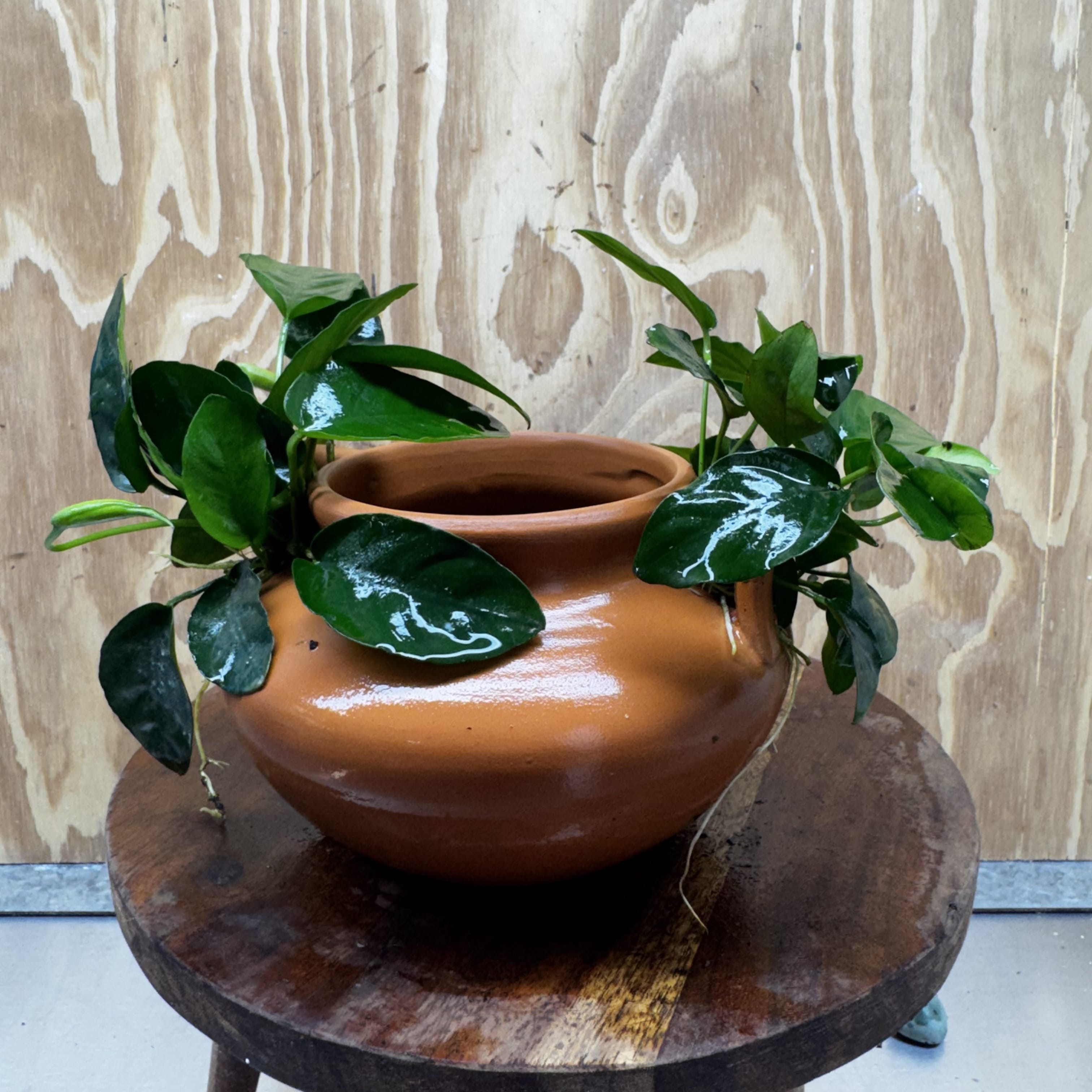 Scapeshop.com.au One Only Large Terracotta Urn with Handles and Double Nana Anubias - One Only Large Terracotta Urn with Handles and Double Nana Anubias - One Only