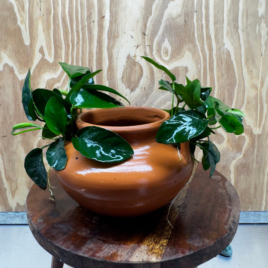 Scapeshop.com.au One Only Large Terracotta Urn with Handles and Double Nana Anubias - One Only Large Terracotta Urn with Handles and Double Nana Anubias - One Only