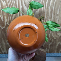 Scapeshop.com.au One Only Large Terracotta Urn with Handles and Petite Emerald Heart Anubias - One Only Large Terracotta Urn with Handles and Petite Emerald Heart Anubias - One Only